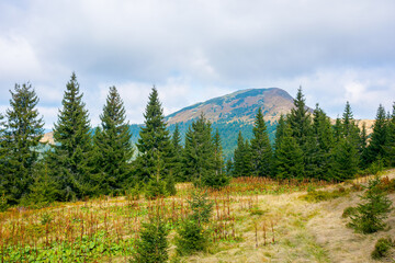 mountain landscape with forest in autumn. beautiful nature background in the morning. wonderful...