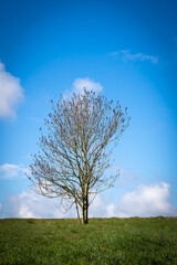 Tree on hill with beautiful blue cloudy sky 
