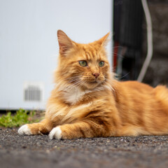 Fototapeta premium Ginger cat sitting outside