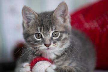 Funny little kitten playing with pokeball