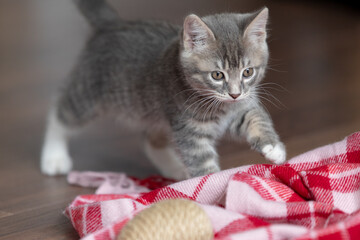 Funny little kitten playing on a red rug