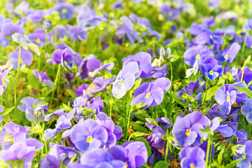 Field on violet flowers, spring flower nature background