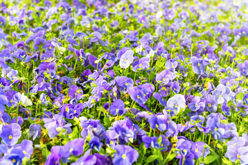 Naklejka premium Field on violet flowers, spring flower nature background