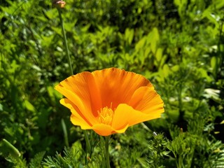 Eschscholzia californica, the California poppy, golden poppy, California sunlight or cup of gold, is a species of flowering plant in the family Papaveraceae, native to the United States and Mexico