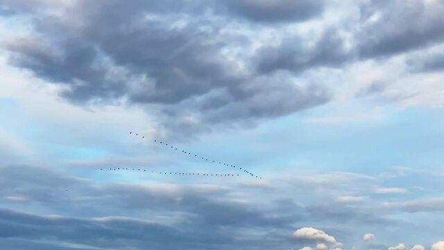 A flock of birds fly south