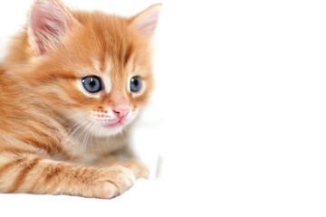 close-up Beautiful bright ginger kitten on a white background plays. Young cute little red kitty. Long haired ginger kitten play at home. Cute funny home pets. space for text