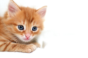 close-up Beautiful bright ginger kitten on a white background plays. Young cute little red kitty. Long haired ginger kitten play at home. Cute funny home pets. space for text
