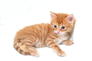 A beautiful bright red kitten on a white background looks to the side. Young cute little red kitty. Long haired ginger kitten play at home. Cute funny home pets. space for text
