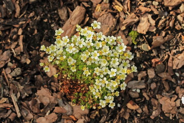 White blooming Saxifraga x arendsii, the mossy saxifrage.