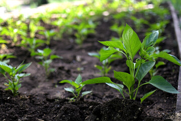 pepper plant in the garden in the early morning. planting pepper seedlings in the ground. The concept of conservation of nature and agriculture.