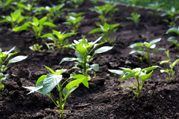 pepper plant in the garden in the early morning. planting pepper seedlings in the ground. The concept of conservation of nature and agriculture.