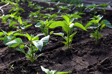 pepper plant in the garden in the early morning. planting pepper seedlings in the ground. The concept of conservation of nature and agriculture.