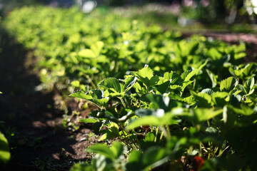 close-up of a strawberry plantation in the vegetable garden in the garden at the dacha. The concept of conservation of nature and agriculture.