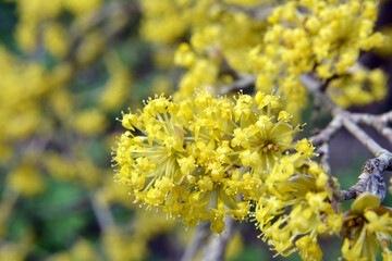 In nature, cornel is real (Cornus mas) blooms
