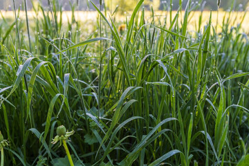Beautiful Large drops of fresh clear transparent water on leaves of the grass in the morning, macro.
