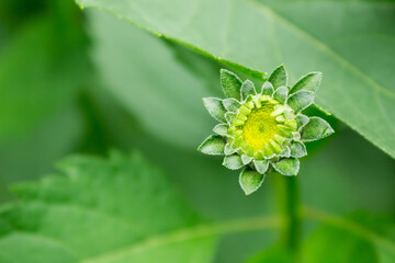 yellow chamomile bud on a plant branch. natural background for text and inscriptions