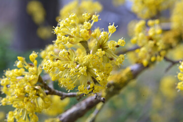 In nature, cornel is real (Cornus mas) blooms