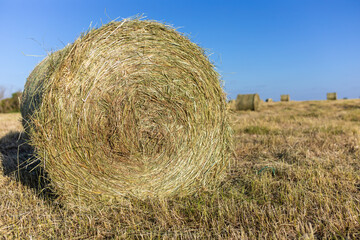 Ein großer Heuballen Rundballen liegt auf dem Acker abgemähtes Feld