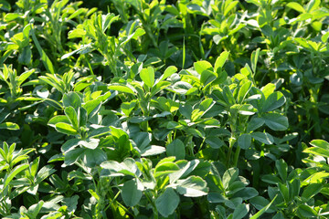 In the spring field young alfalfa grows