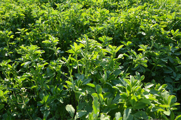 In the spring field young alfalfa grows