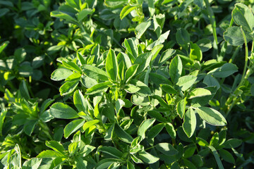 Fototapeta na wymiar In the spring field young alfalfa grows