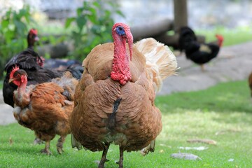 Domestic turkeys Meleagris gallopavo in the poultry yard