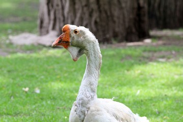 Obraz premium Domestic geese in the poultry yard