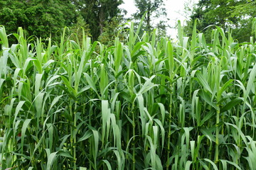 Giant Reed, a tall green grass originally from Asia