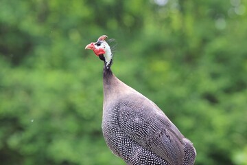 Domestic guinea fowl in the poultry yard