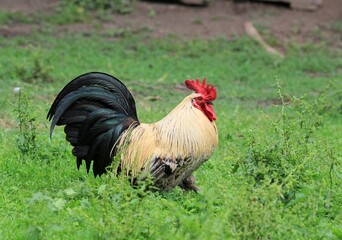 Domestic chickens in the poultry yard