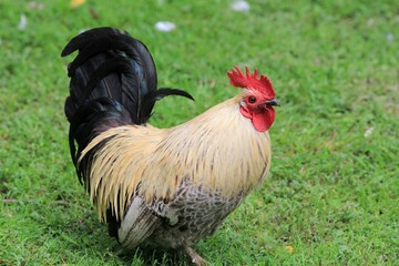 Domestic chickens in the poultry yard