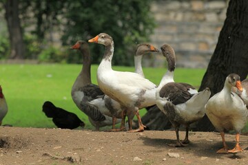 Domestic geese in the poultry yard