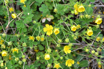 In nature grows potentilla