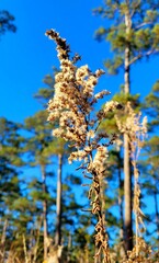 Dry flower in field 