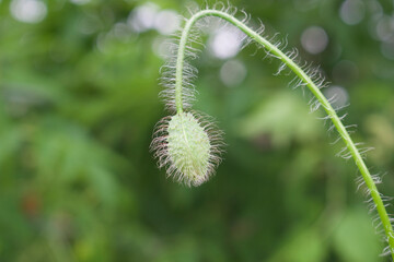 close up of a poppy flower