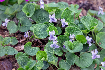 Blooming marsh violet. Plants of Karelia. Russia