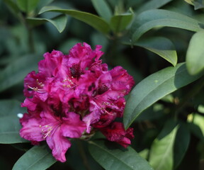 Blooming rhododendron in magenta colour