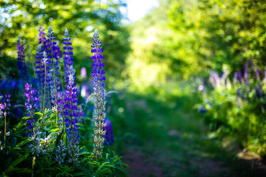 Viele blaue und lilane wilde Lupinen stehen am Wegrand 