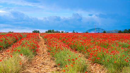 Champ de coquelicots et lavande