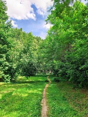 path in green summer