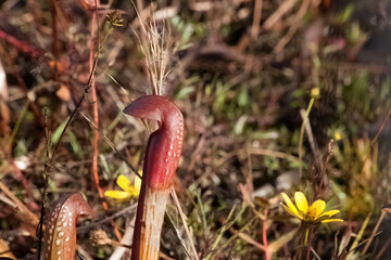 Pitcher Plant in the sunshine