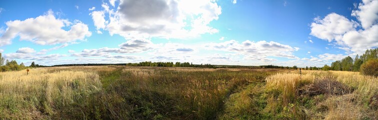 Fototapeta premium Panoramic view of a field with ears on a sunny day, rural background 
