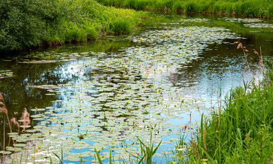 pond in the park
