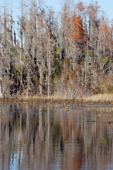 Trees being reflected in a swamp