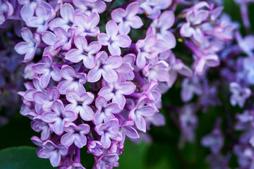 Branch of lilac flowers with green leaves