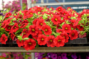 Naklejka premium Close-up of seedlings with red kalibrahoa flowers in the garden center.