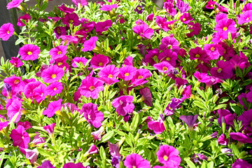 Close-up of seedlings with pink kalibrahoa flowers in the garden center.