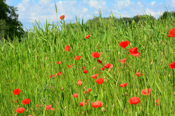 A close-up of beautiful red poppy flowers, corn poppy, Papaver rhoeas weeds growing in wheat field that reduce the wheat crop.