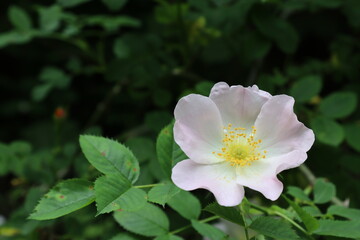 Close-up of white-yellow rosehip flowers. Blurred green leaves background. White petals. Yellow anther.
