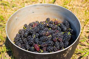 pot with collected mulberry  berries on grass, countryside farm scene